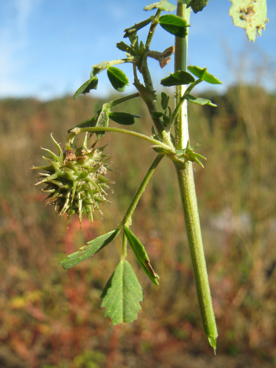 Medicago laciniata